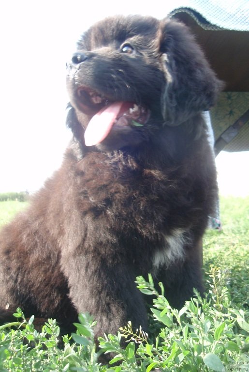 Фотография № 132646