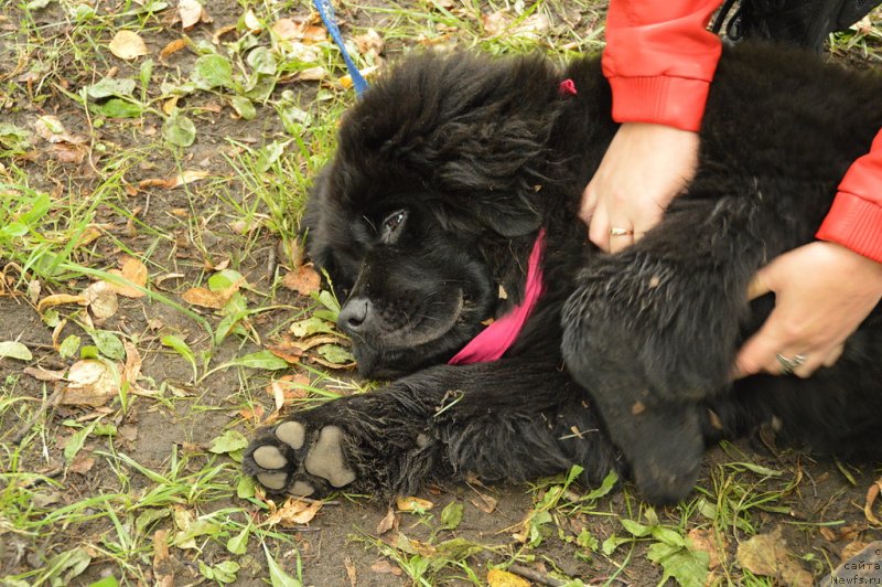 Фото: ньюфаундленд Белкондер-Клаб Кассий Дион