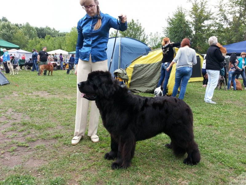 Фото: ньюфаундленд Севертан Церера