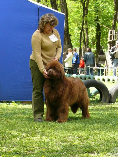 Фото: ньюфаундленд Ёка Она с Берега Дона (Joka Ona s Berega Dona)