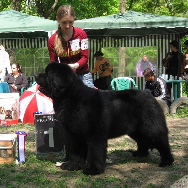 Фото: ньюфаундленд Ждущий Солнца с Берега Дона
