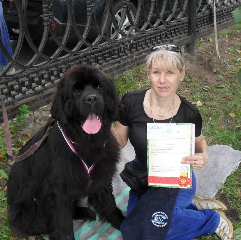 Фото: ньюфаундленд Бегущая по Волнам Царица Савская, Елена Истомина