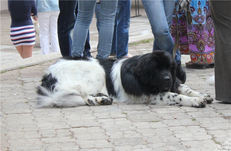 Фото: ньюфаундленд Плюшевая Панда Ферреро Ронд Нуар (Plushevaya Panda Ferrero Rond Noir)
