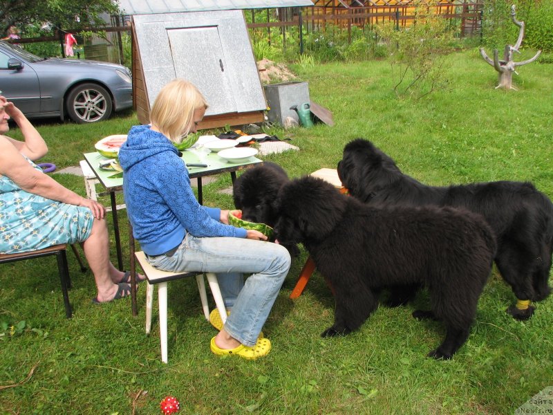 Фото: ньюфаундленд Бегущая по Волнам Есперанто Етуло Чуи, ньюфаундленд Бегущая по Волнам Елвис, ньюфаундленд Бегущая по Волнам Ханд Маде (Beguschaya po Volnam Hand Made)