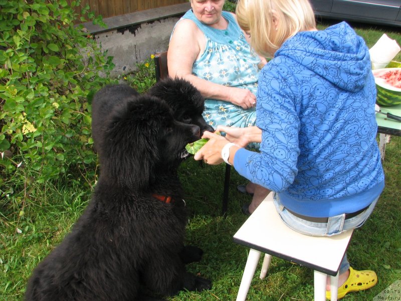 Фото: ньюфаундленд Бегущая по Волнам Елвис, ньюфаундленд Бегущая по Волнам Есперанто Етуло Чуи
