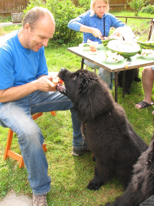 Фото: ньюфаундленд Бегущая по Волнам Есперанто Етуло Чуи