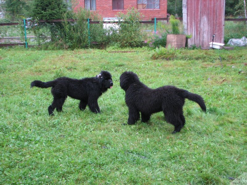 Фото: ньюфаундленд Бегущая по Волнам Есперанто Етуло Чуи, ньюфаундленд Бегущая по Волнам Елвис