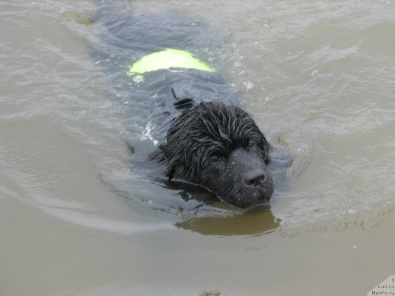 Фото: ньюфаундленд Бегущая по Волнам Есперанто Етуло Чуи