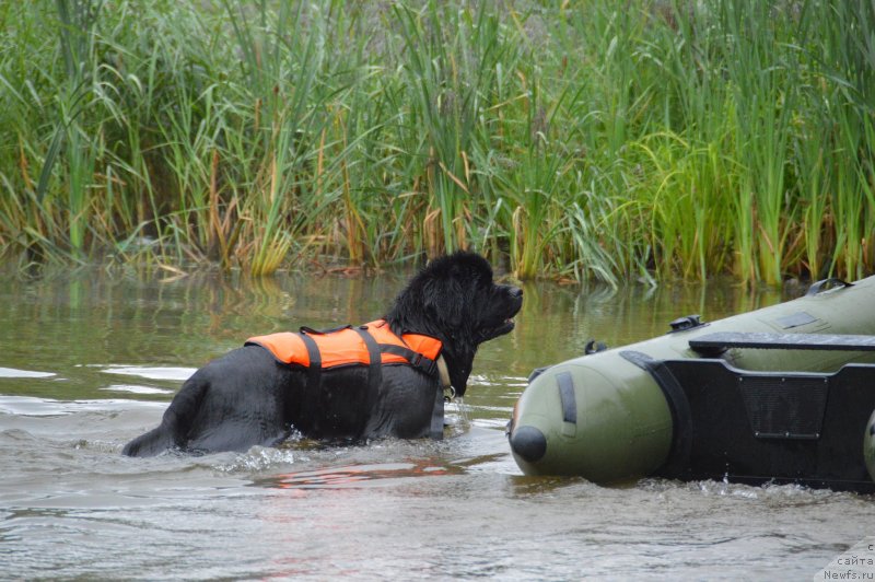 Фото: ньюфаундленд Смигар Гордон-Феллоу (Smigar Gordon Fellow)