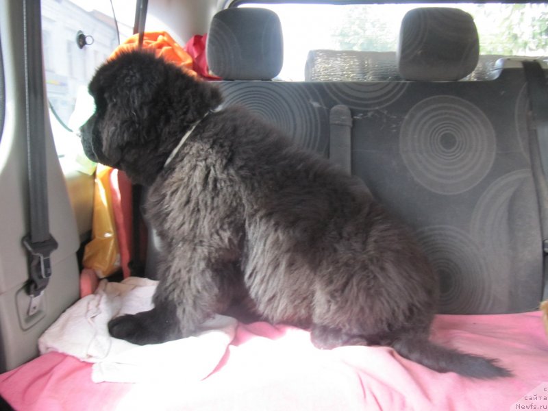 Фотография № 132736