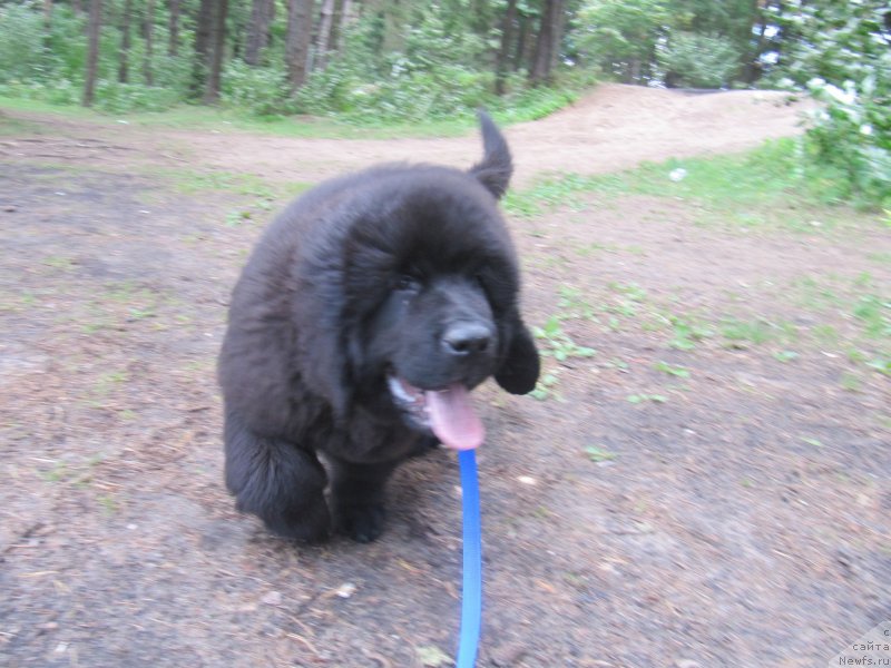 Фотография № 132738