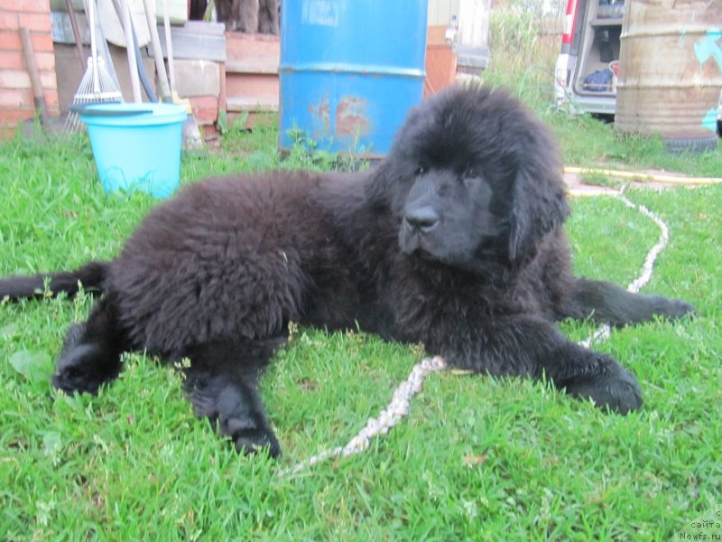 Фотография № 132751