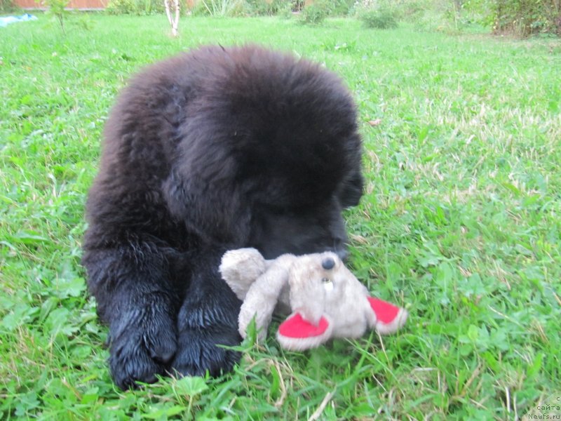 Фотография № 132753