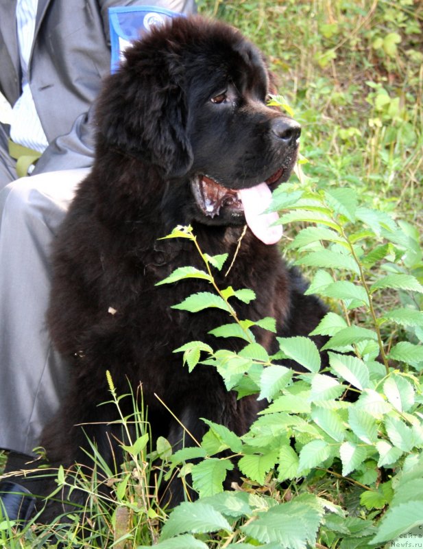 Фото: ньюфаундленд Дак Прайд Валентино (Dark Pride Valentino)