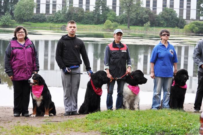 Фото: ньюфаундленд Смигар Грейт Саксэс, Наталия Колчина