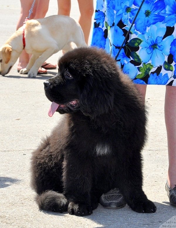 Фото: ньюфаундленд Сент Джонс Жискар Д'Эстен Эдмон (Sent Djons Zhiscar D'Estaing Edmon)