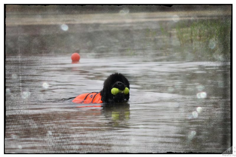 Фото: ньюфаундленд Питерньюф Монт Бланк (Piternyuf Mont Blanc)