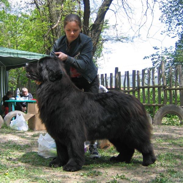 Фото: ньюфаундленд Дашенька с Берега Дона