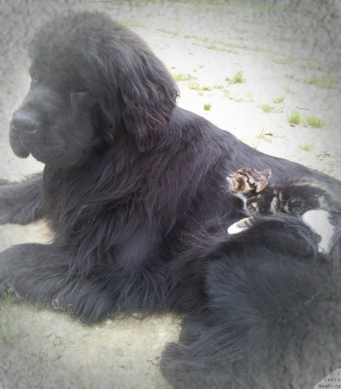 Фото: ньюфаундленд Питерньюф Монт Бланк (Piternyuf Mont Blanc)