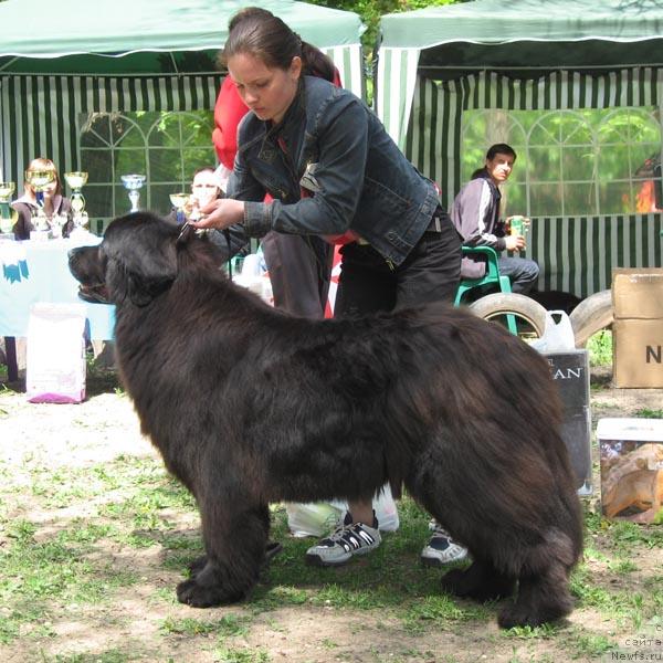 Фото: ньюфаундленд Дашенька с Берега Дона