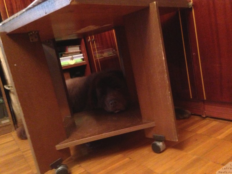 Фото: ньюфаундленд Петер-Беар Бизерта Соул