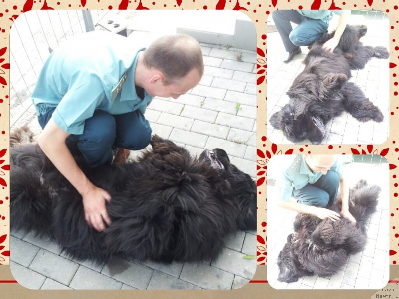 Фото: ньюфаундленд Питерньюф Монт Бланк (Piternyuf Mont Blanc)