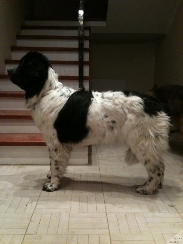 Фото: ньюфаундленд Сент Джонс Вива Виктория (Sent Djons Viva Viktoria)