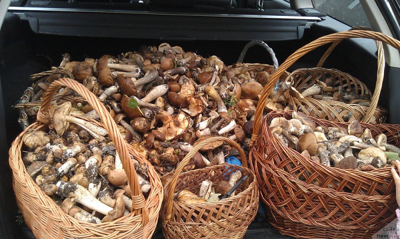 Фотография № 132803