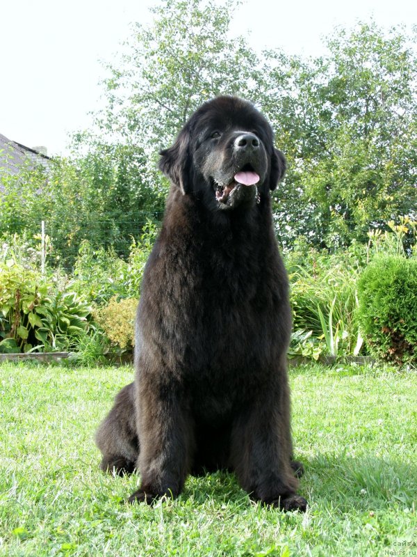 Фото: ньюфаундленд Fairweathers Rendition