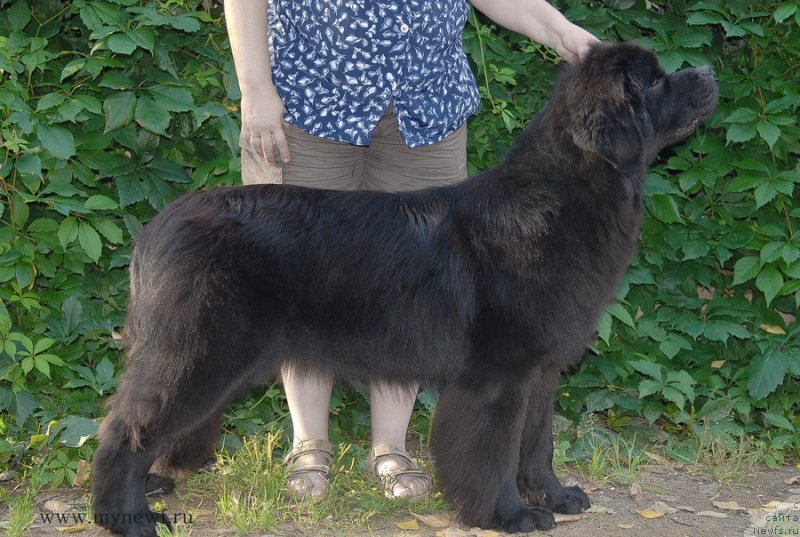 Фото: ньюфаундленд Сент Джонс Бекоз Ай Лове Ю