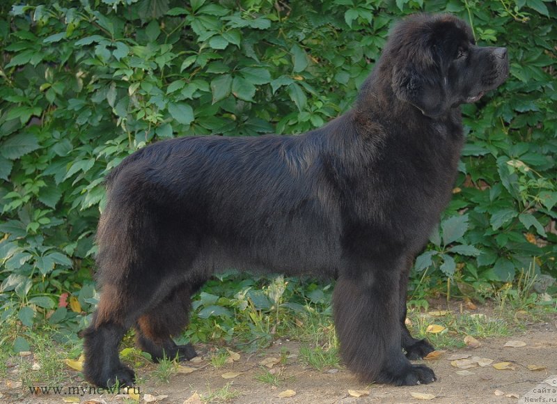 Фото: ньюфаундленд Сент Джонс Бекоз Ай Лове Ю