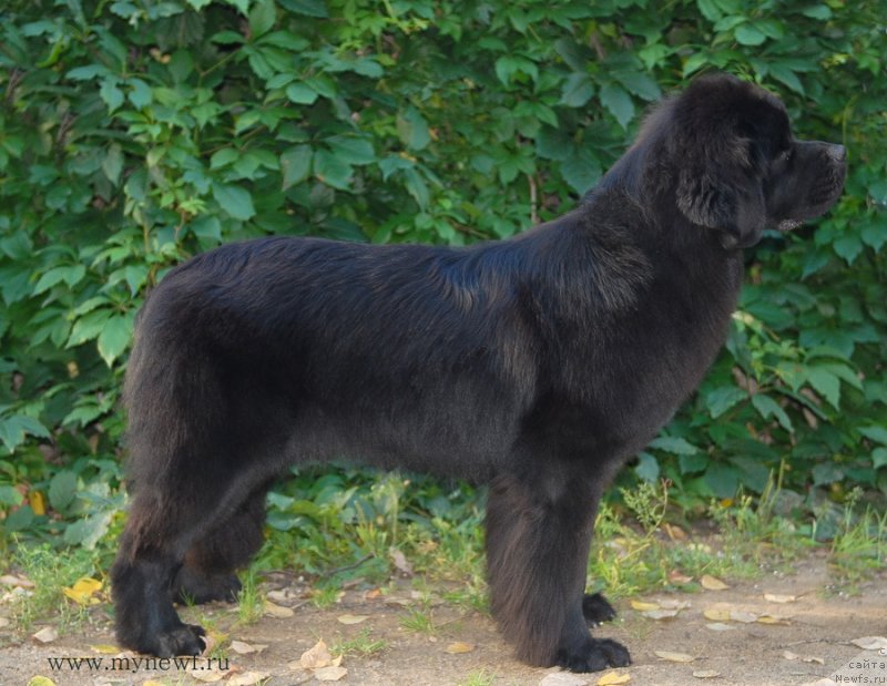 Фотография № 132809