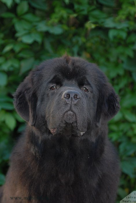 Фото: ньюфаундленд Сент Джонс Бекоз Ай Лове Ю