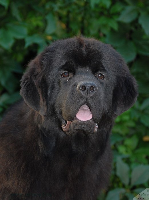 Фото: ньюфаундленд Сент Джонс Бекоз Ай Лове Ю