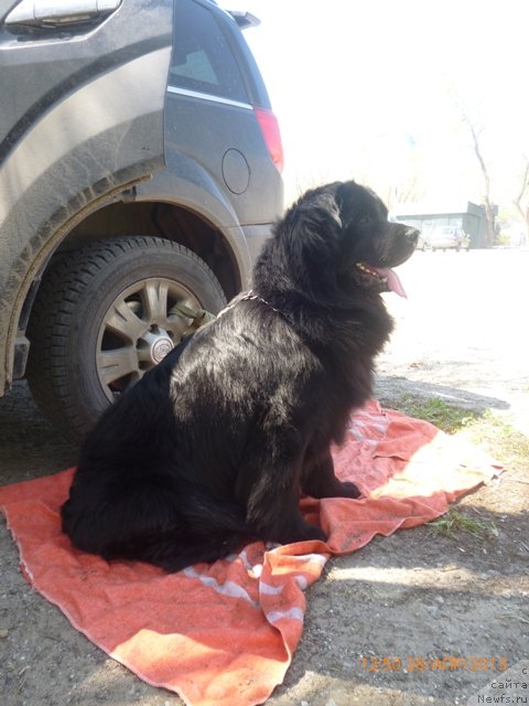 Фото: ньюфаундленд Вашингтон