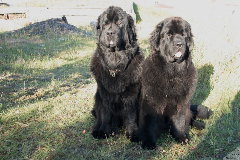 Фото: ньюфаундленд Fortuna of Giant's Island, ньюфаундленд Янтарная Мечта