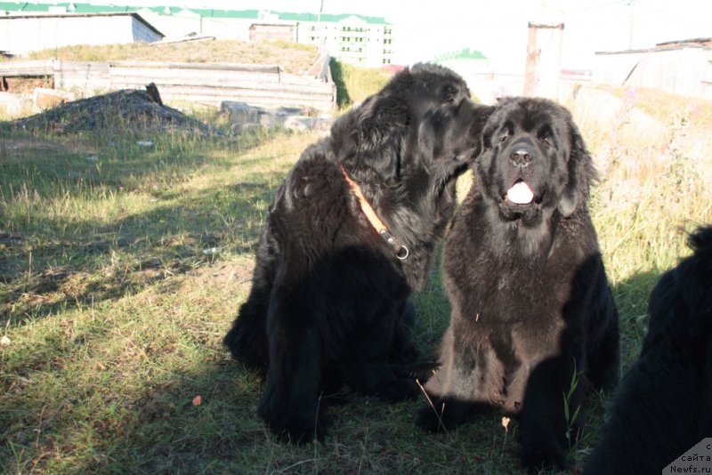 Фото: ньюфаундленд Fortuna of Giant's Island, ньюфаундленд Янтарная Мечта