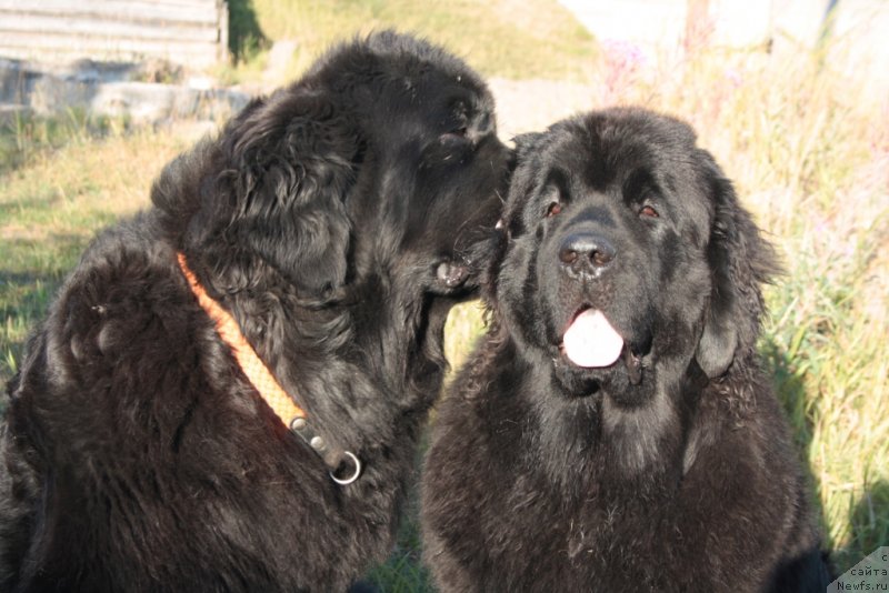 Фото: ньюфаундленд Fortuna of Giant's Island, ньюфаундленд Янтарная Мечта