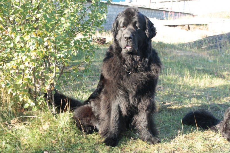 Фото: ньюфаундленд Глория Гранд Блек