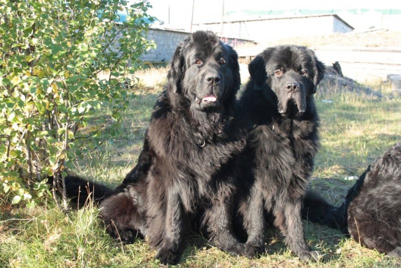 Фото: ньюфаундленд Глория Гранд Блек, ньюфаундленд Ютуб Фор Ю