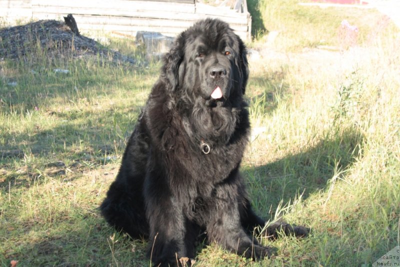 Фото: ньюфаундленд Fortuna of Giant's Island