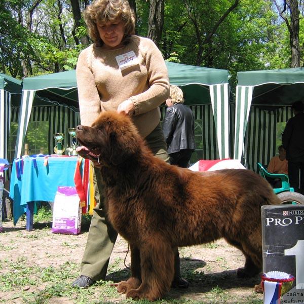 Фото: ньюфаундленд Ёка Она с Берега Дона (Joka Ona s Berega Dona)