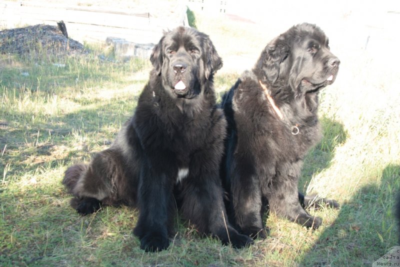 Фото: ньюфаундленд Neretum Tribe Xagrid, ньюфаундленд Fortuna of Giant's Island