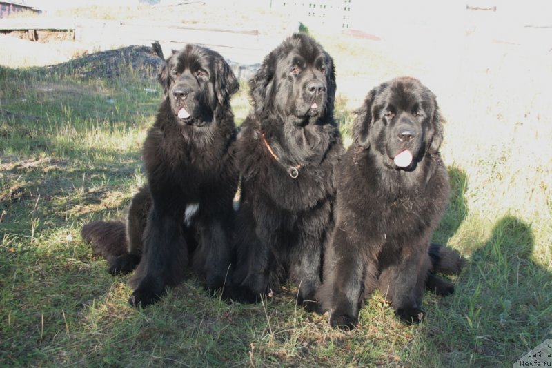 Фото: ньюфаундленд Neretum Tribe Xagrid, ньюфаундленд Fortuna of Giant's Island, ньюфаундленд Янтарная Мечта