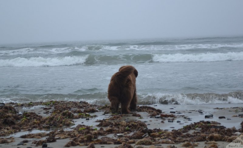 Фото: ньюфаундленд Аркадия Виват Арбона
