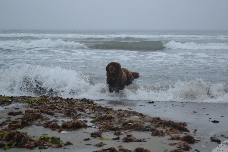 Фото: ньюфаундленд Аркадия Виват Арбона