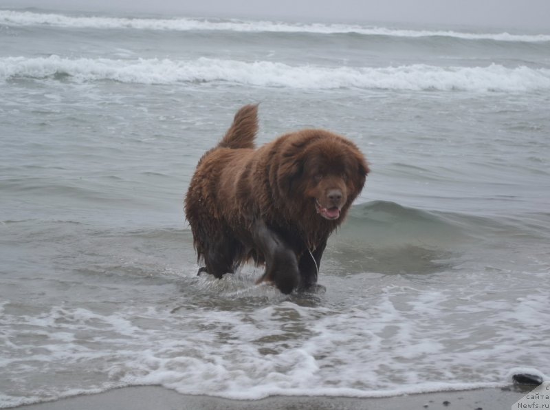 Фото: ньюфаундленд Аркадия Виват Арбона