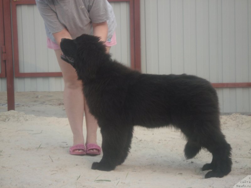 Фото: ньюфаундленд Акватория Келвин Щедрость Фортуны (Aquatoriya Kelvin Schedrost Fortuny)