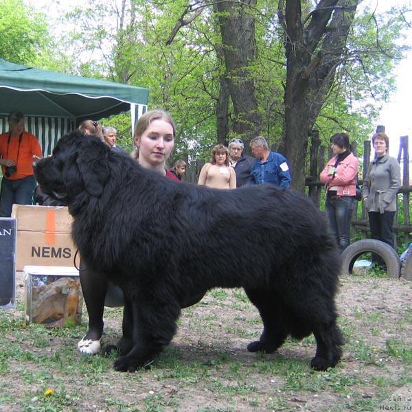 Фото: ньюфаундленд Избранница Судьбы с Берега Дона (Izbrannitsa Sudby s Berega Dona)