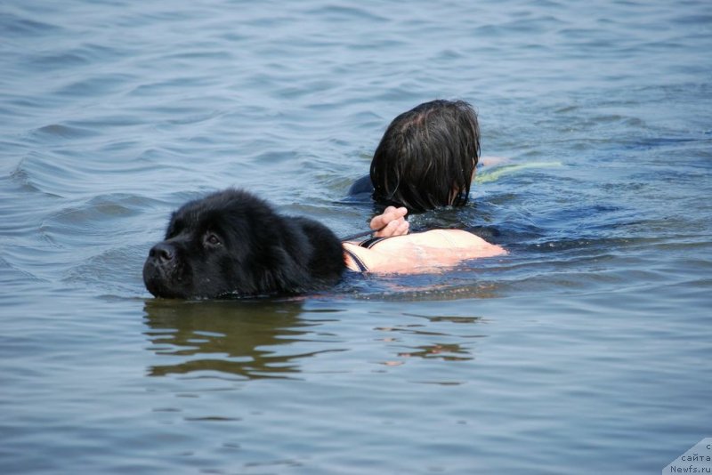 Ньюфаундленд длина реки. Собака спасатель ньюфаундленд. Собаки спасатели породы ньюфаундленд. Ньюфаундленд лапы. Ньюфаундленд ринг.